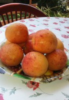 /album/elado-csaladi-haz/sargabarack-jpg/