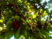 /album/elado-csaladi-haz/rscn4233-jpg/