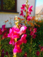 /album/elado-csaladi-haz/fscn4192-jpg/