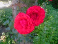 /album/elado-csaladi-haz/fscn4198-jpg/